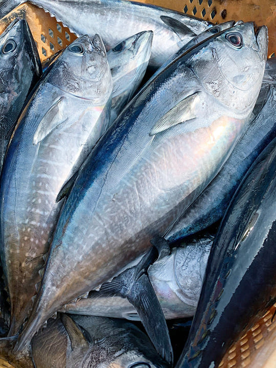 漁で獲った魚の写真